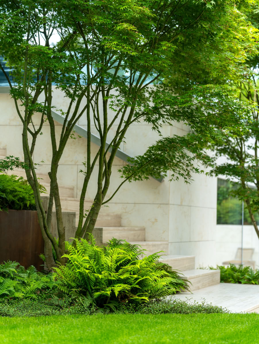 Arbre avec feuillage vert devant un bâtiment en pierre, entouré de fougères et de pelouse.