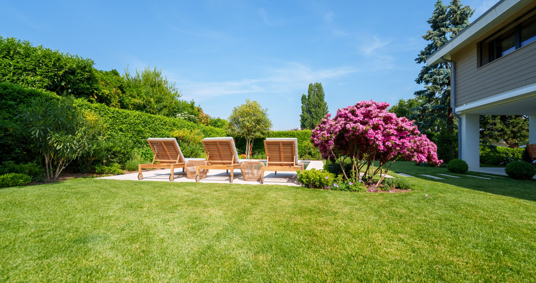 Jardin avec pelouse verte, trois chaises longues en bois, un grand arbuste fleuri rose, et une maison sur la droite.