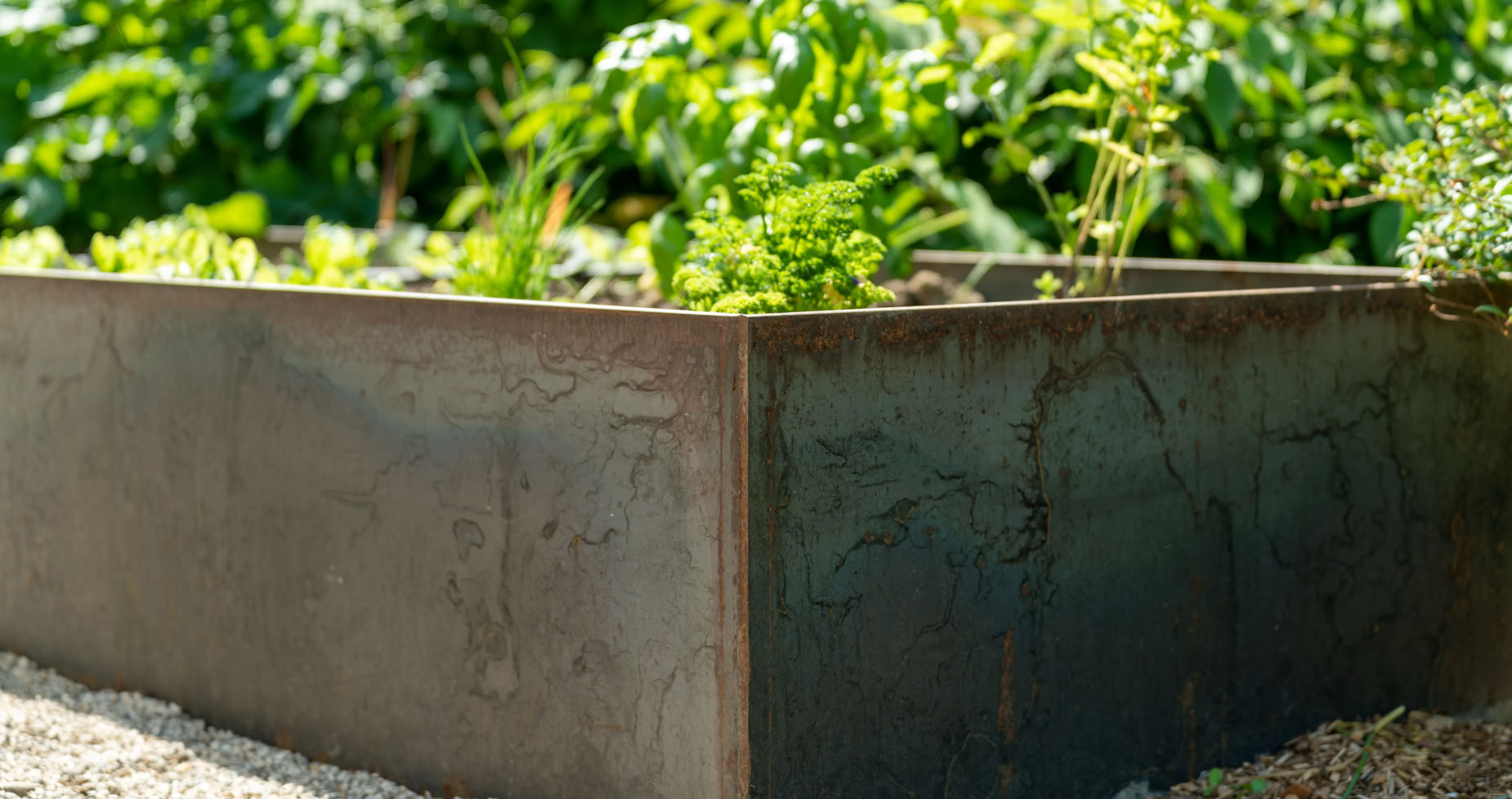 Carré potager en métal avec des plantes vertes, entouré de gravier.
