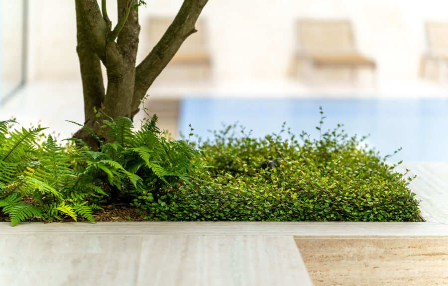 Un arbre entouré de plantes vertes sur un sol en bois clair, avec des chaises floues en arrière-plan.