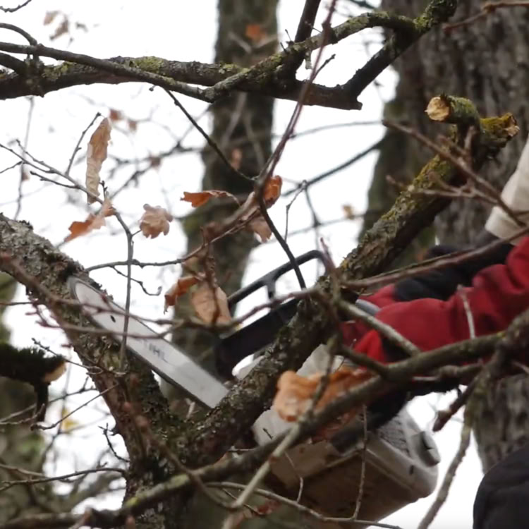 Élagueur utilisant une tronçonneuse pour couper des branches d'arbre.