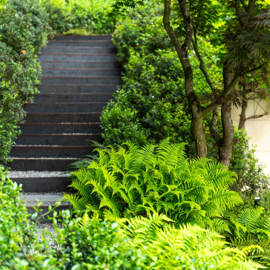 Engagements. Escalier entouré de verdure luxuriante et de fougères.