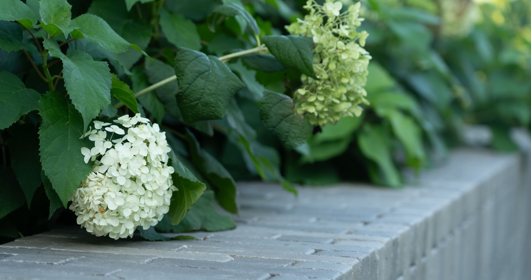 Aménagement jardin à Meinier. Fleurs blanches et vertes sur un buisson au-dessus d'un mur en briques grises.