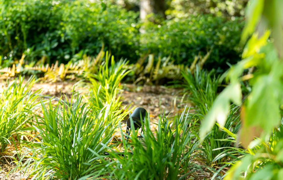 Jardin à Collonge-Bellerive avec des plantes vertes et des arbres en arrière-plan, sol couvert de paillis.