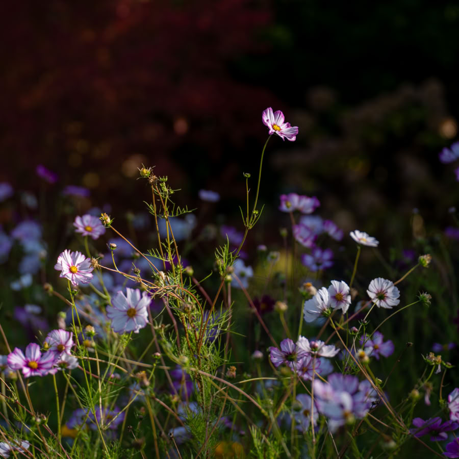 Fleurs sauvages violettes et blanches dans un champ avec un fond sombre.