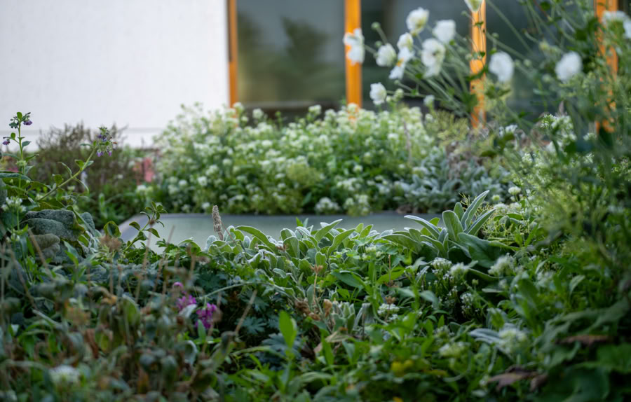 Parc d'école avec des plantes vertes et des fleurs blanches devant une fenêtre.
