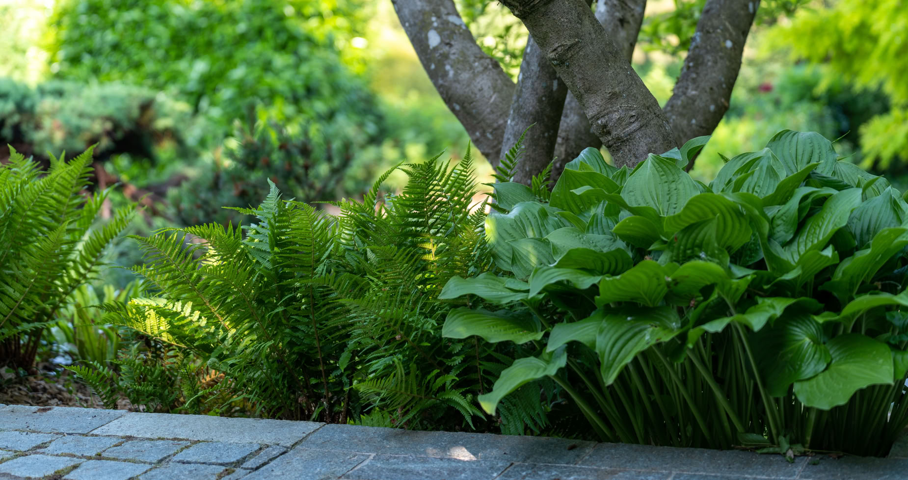 Arrière-plan de jardin à Cologny avec un arbre, des fougères et des plantes vertes.