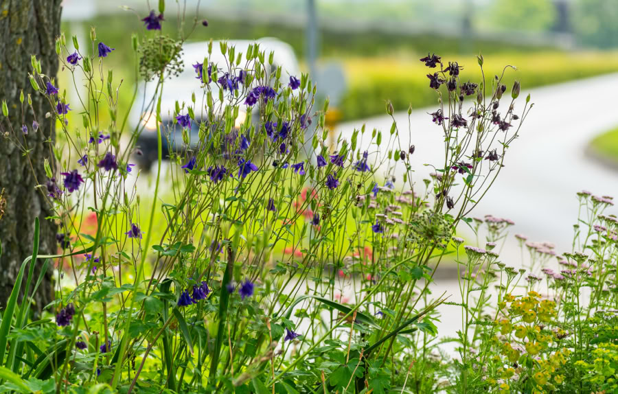 Plantes vertes et fleurs violettes au premier plan, avec un arbre à gauche et une route en arrière-plan.
