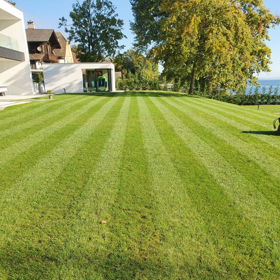 Pelouse verte bien entretenue avec des bandes alternées, entourée de quelques arbres et bâtiments modernes sur la gauche.
