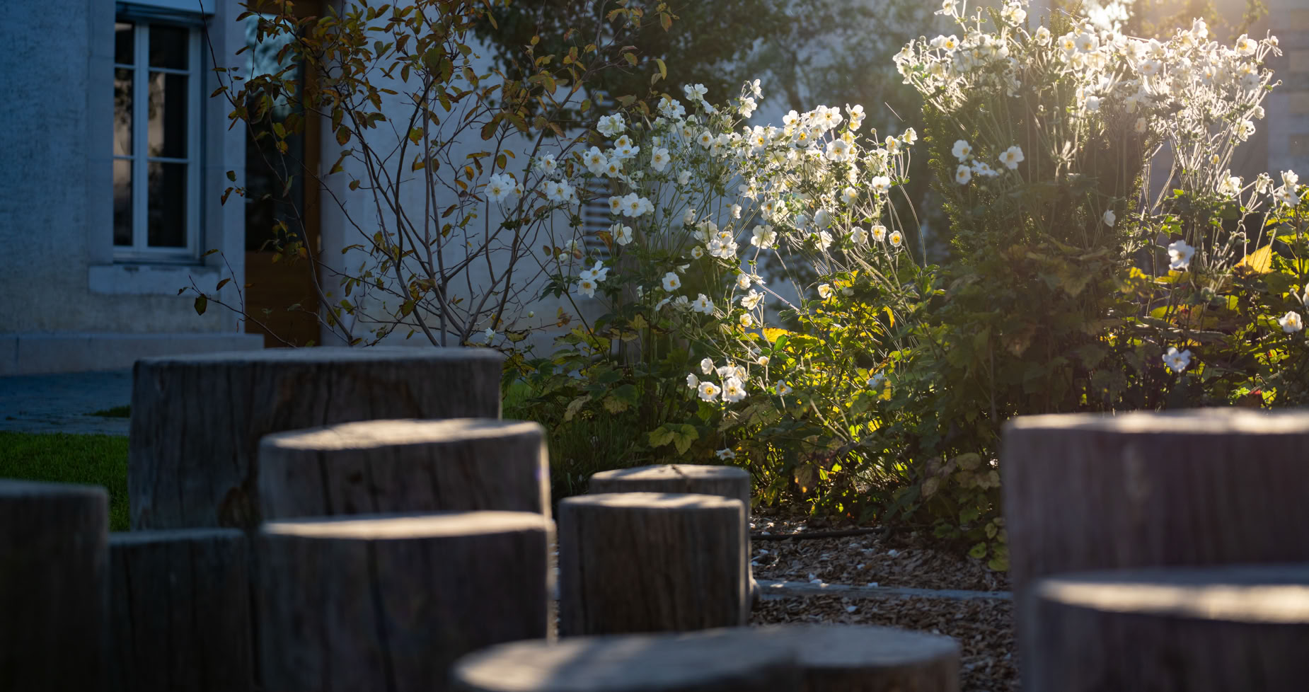 Des troncs d'arbres coupés disposés en cercle dans un aprc d'école avec des fleurs blanches et un bâtiment en arrière-plan, éclairés par la lumière du soleil.