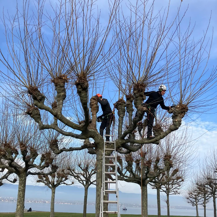 Deux élagueurs portant des casques travaillent sur des arbres taillés, avec une échelle appuyée contre l'un des arbres. Le ciel est bleu avec quelques nuages.