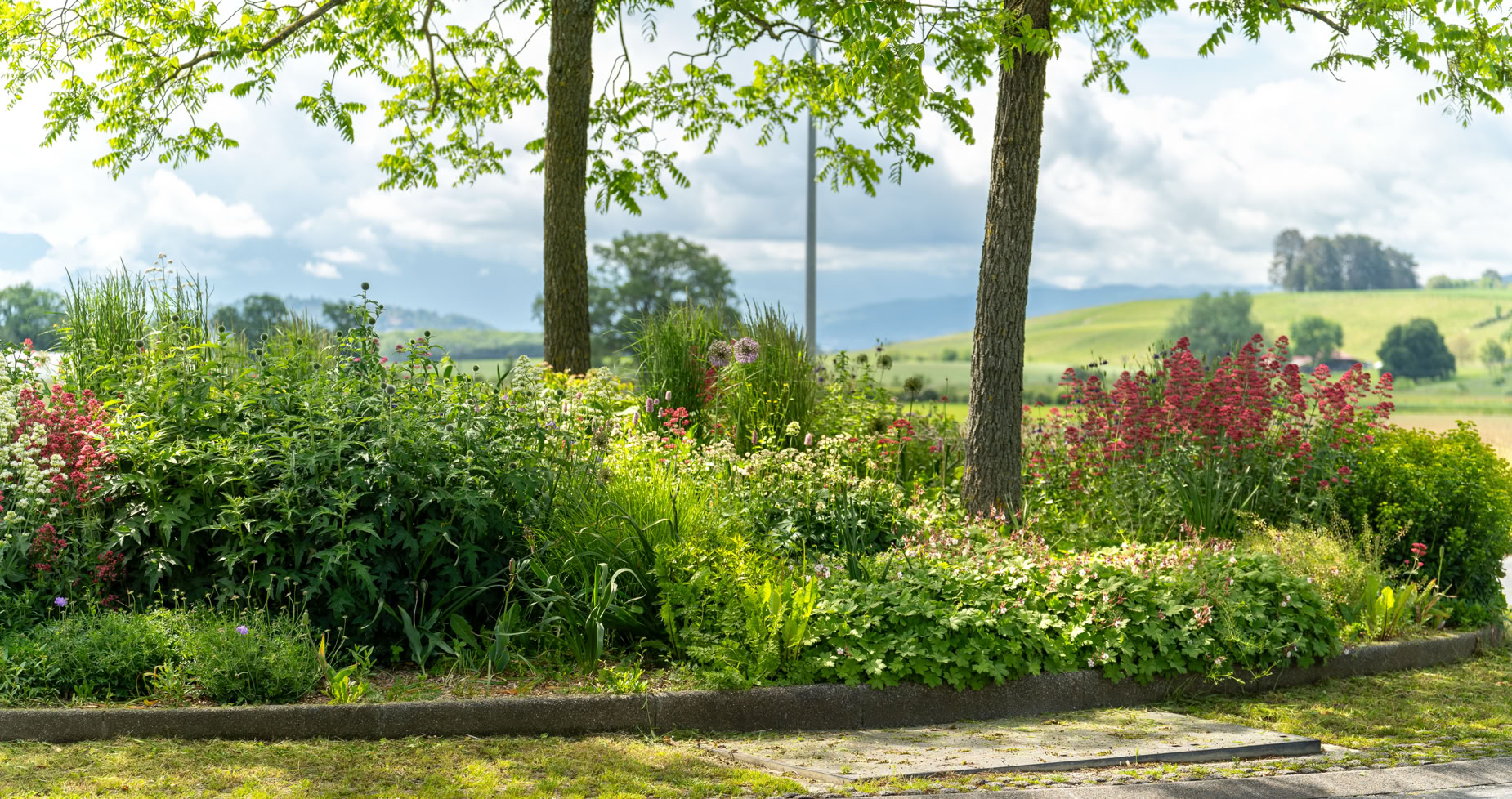 Aménagement rond-point Meinier avec des arbres et des buissons colorés, route au premier plan, collines en arrière-plan.