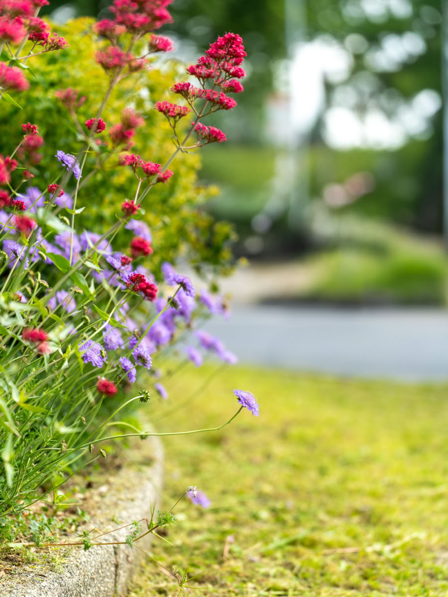 Fleurs rouges et violettes poussant le long d'un rond-point avec de l'herbe verte.