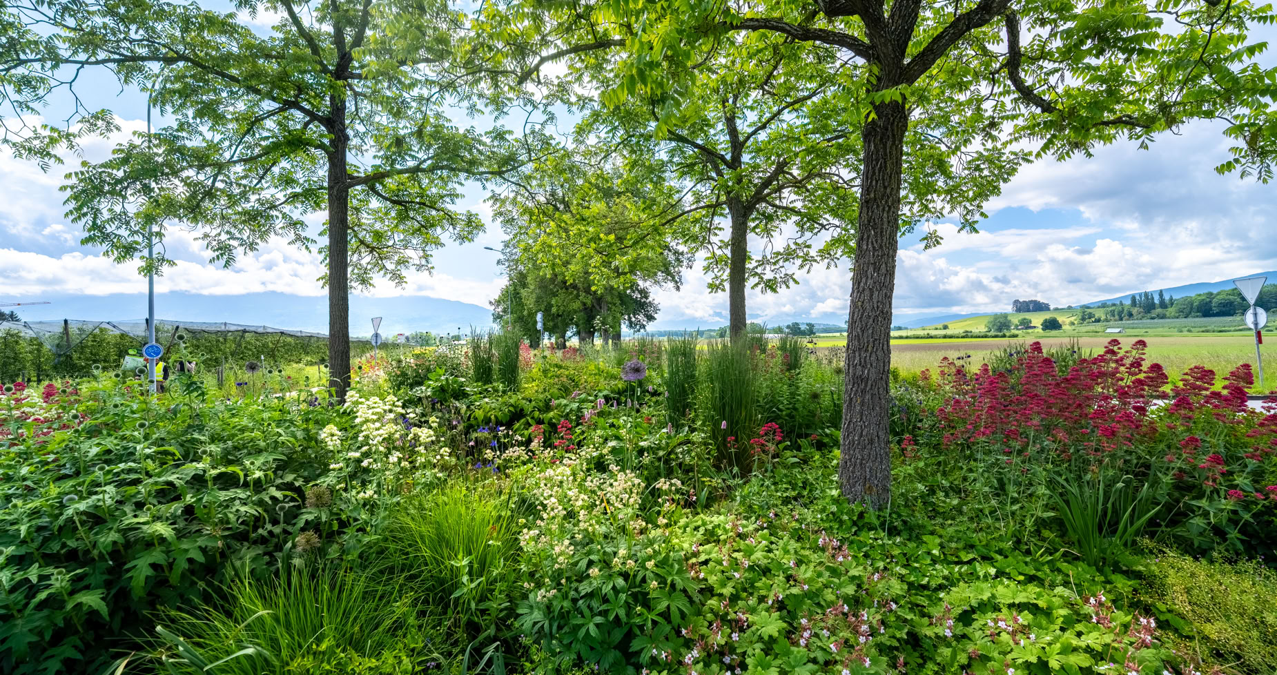 Rond-point à Meinier verdoyant avec des arbres, des buissons et des fleurs colorées sous un ciel partiellement nuageux.