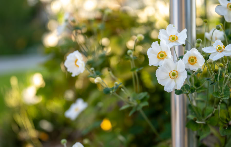 Fleurs blanches avec des centres jaunes poussant à côté d'une tige métallique, sur un fond flou de verdure.