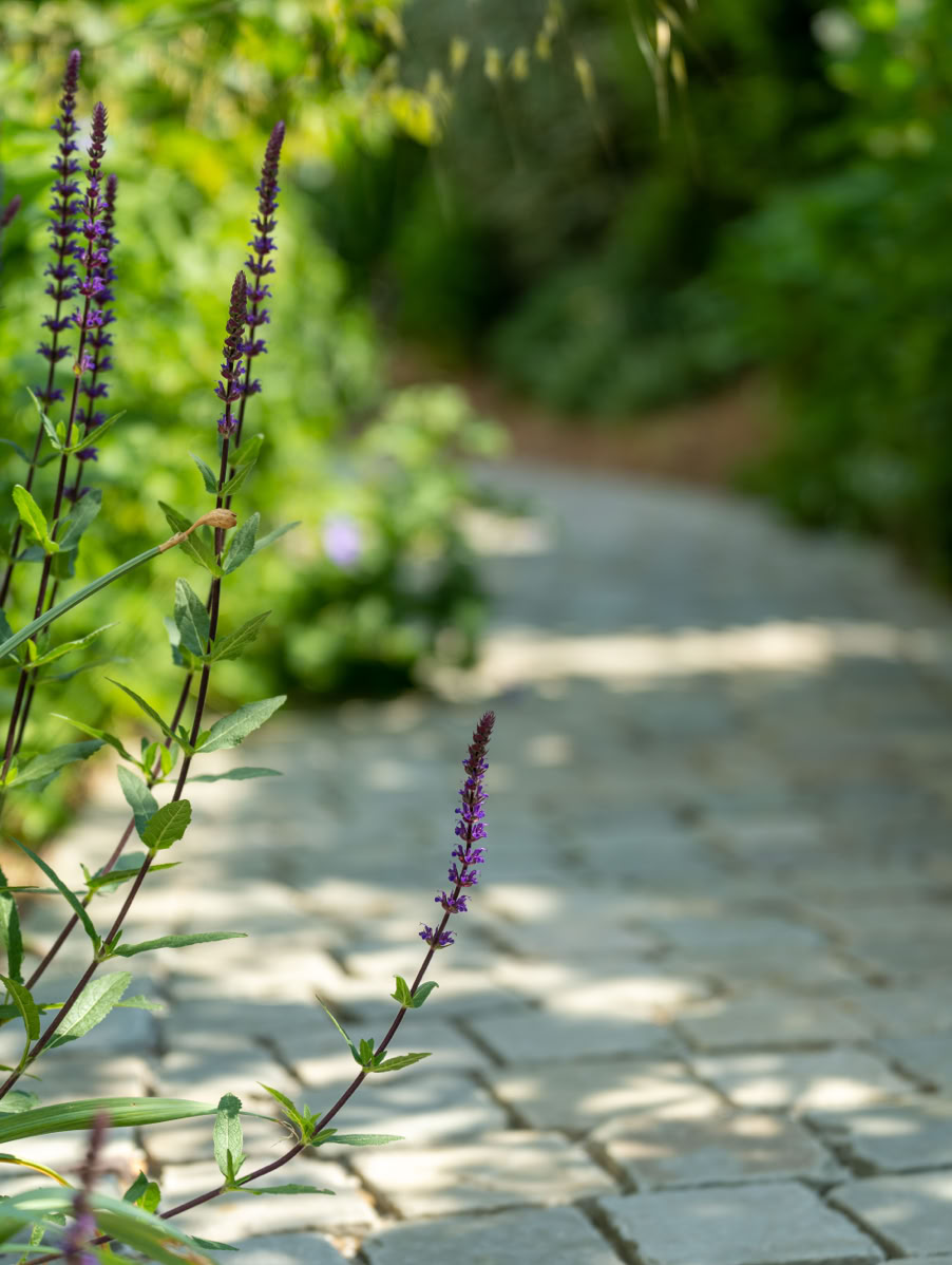 Allée pavée bordée de plantes vertes et de fleurs violettes à Collonge-Bellerive.