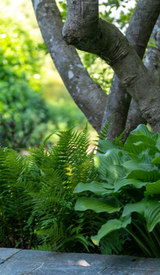 Arbre avec tronc noueux entouré de fougères et de grandes feuilles vertes, avec un fond de verdure floue.