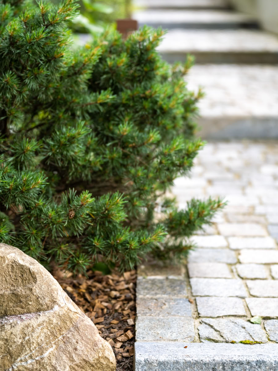 Chemin pavé bordé de buissons verts et d'une grosse pierre.