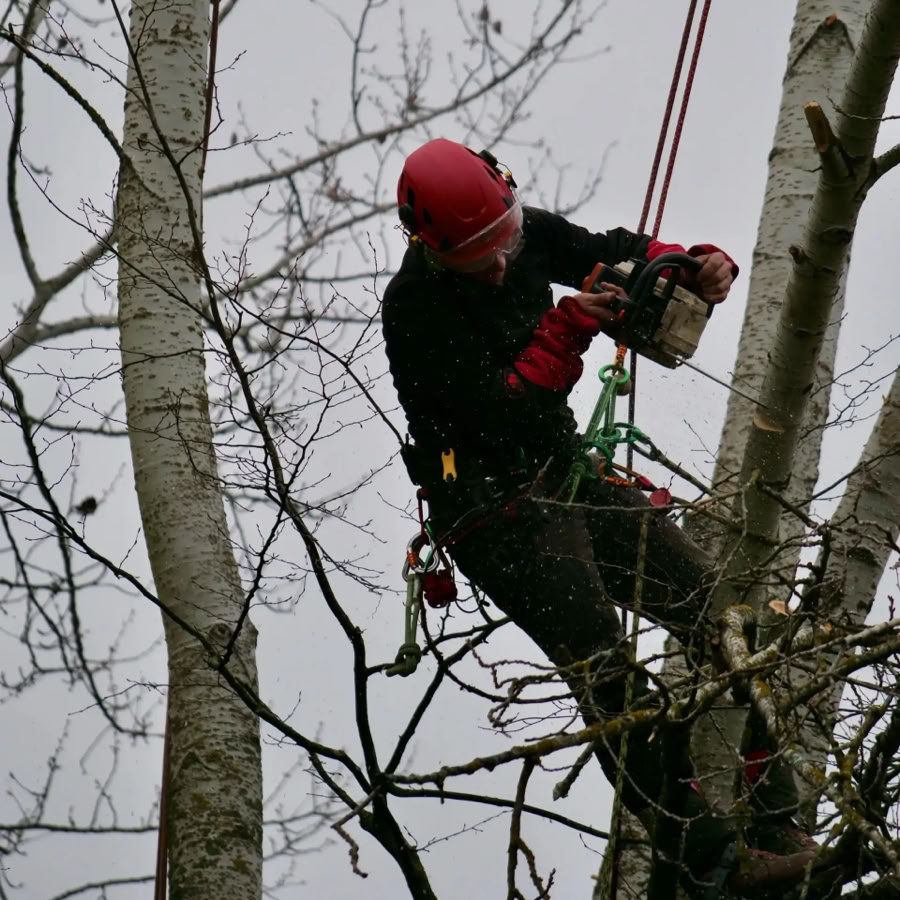 Élagueur portant un casque rouge et utilisant une tronçonneuse dans un arbre.