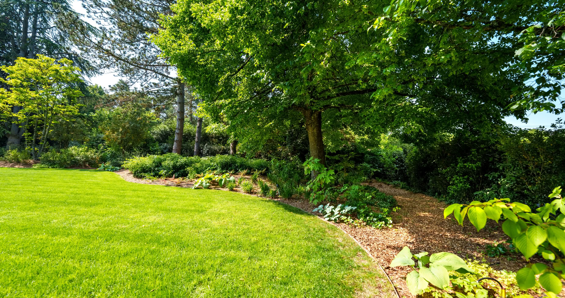 Pelouse verte avec un grand arbre à droite, entourée de buissons et de plantes, sous un ciel dégagé à Collonge-Bellerive.