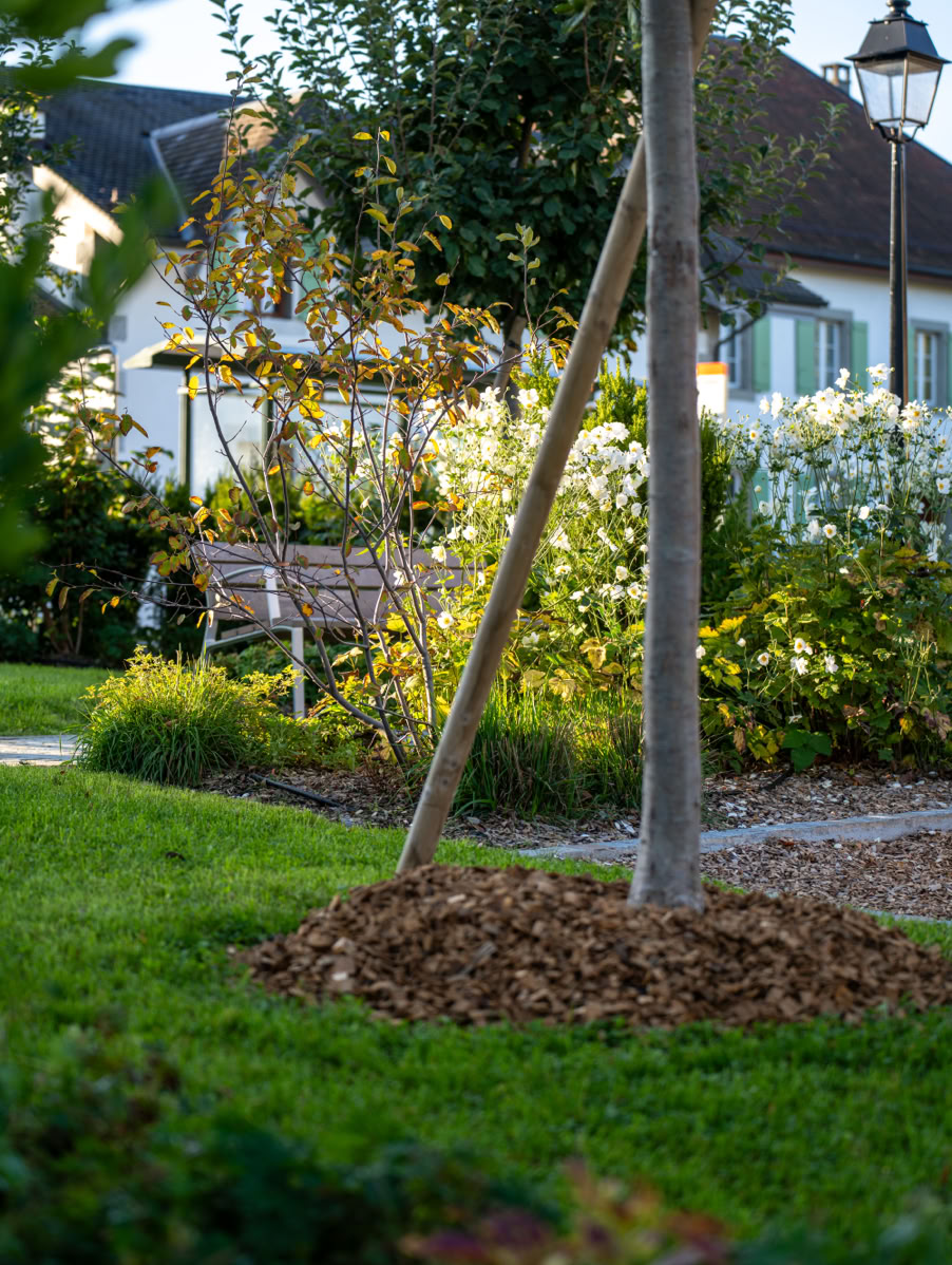 Un parc d'école avec un arbre soutenu par des tuteurs, un banc en bois, des buissons fleuris, et une maison en arrière-plan.