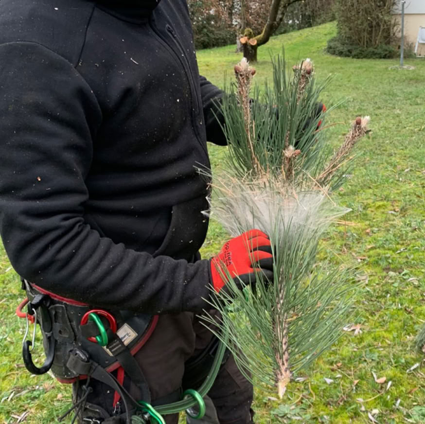Arboriste Pottu & Seitz en tenue de travail noire et gants rouges tenant une branche de pin avec un nid de chenilles, avec de l'herbe verte en arrière-plan.