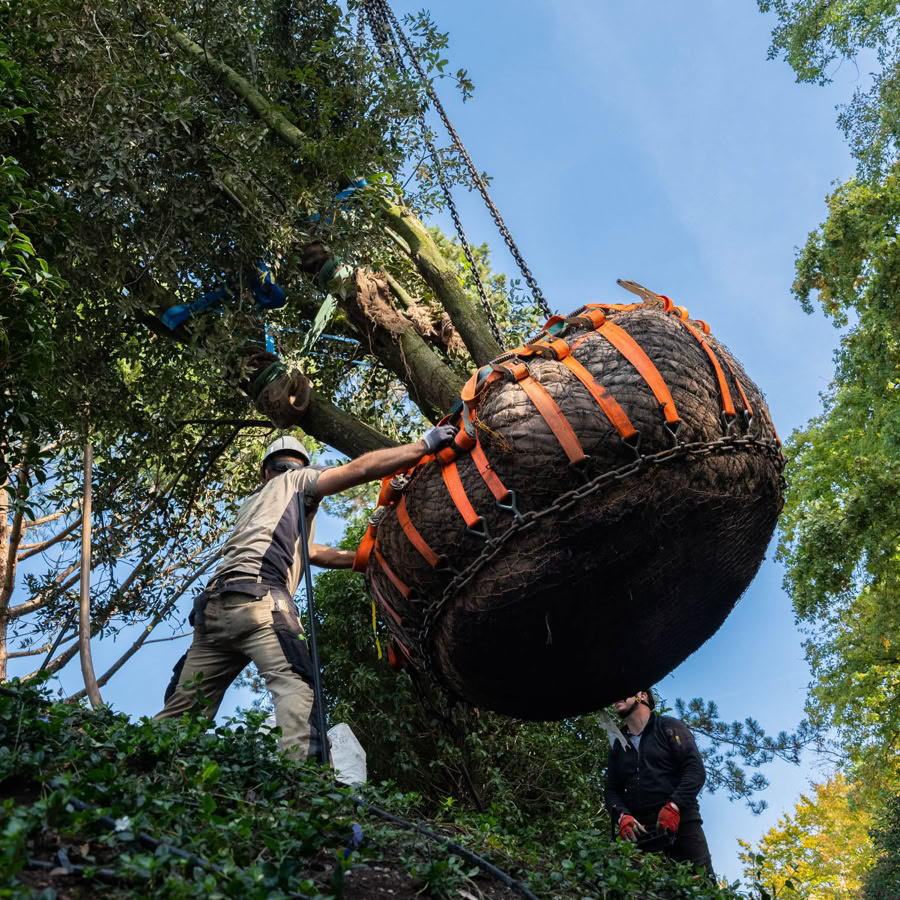 Deux paysagistes Pottu & Seitz travaillent ensemble pour planter un grand arbre enveloppée de sangles orange, entourées de végétation et d'arbres sous un ciel bleu.
