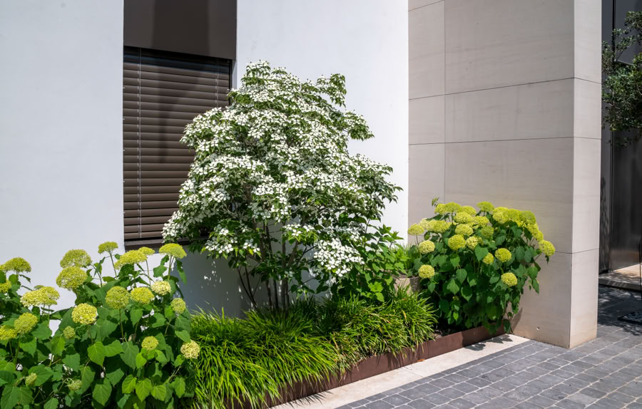 Un jardin à Cologny avec des arbustes verts et fleuris devant un mur blanc, avec un chemin pavé à droite.