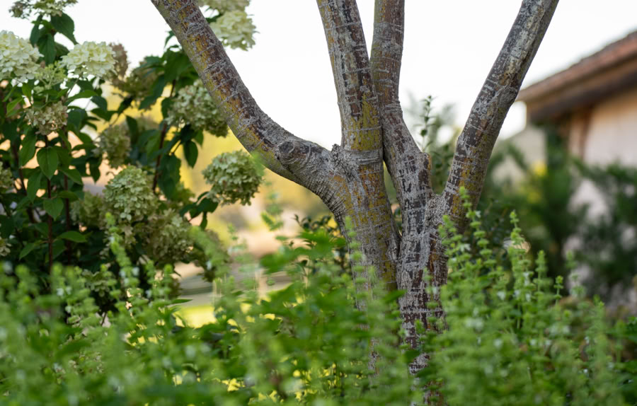 Arbre avec un tronc brun et des branches, entouré de feuillage vert et de fleurs blanches, avec une maison flou en arrière-plan à Meinier.