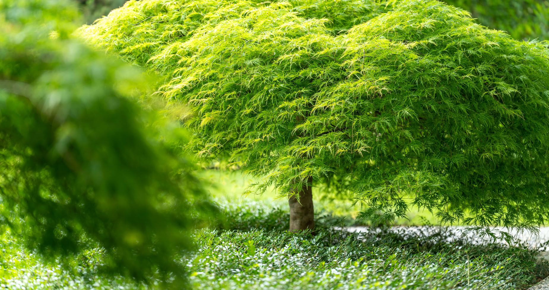 Un arbre avec un feuillage vert dense et lumineux, entouré de végétation basse.