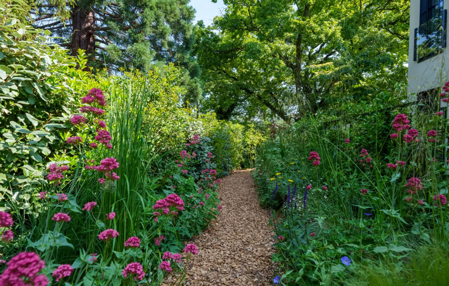 Chemin de jardin bordé de fleurs roses et de verdure, avec des arbres en arrière-plan et une maison sur la droite à Collonge-Bellerive.