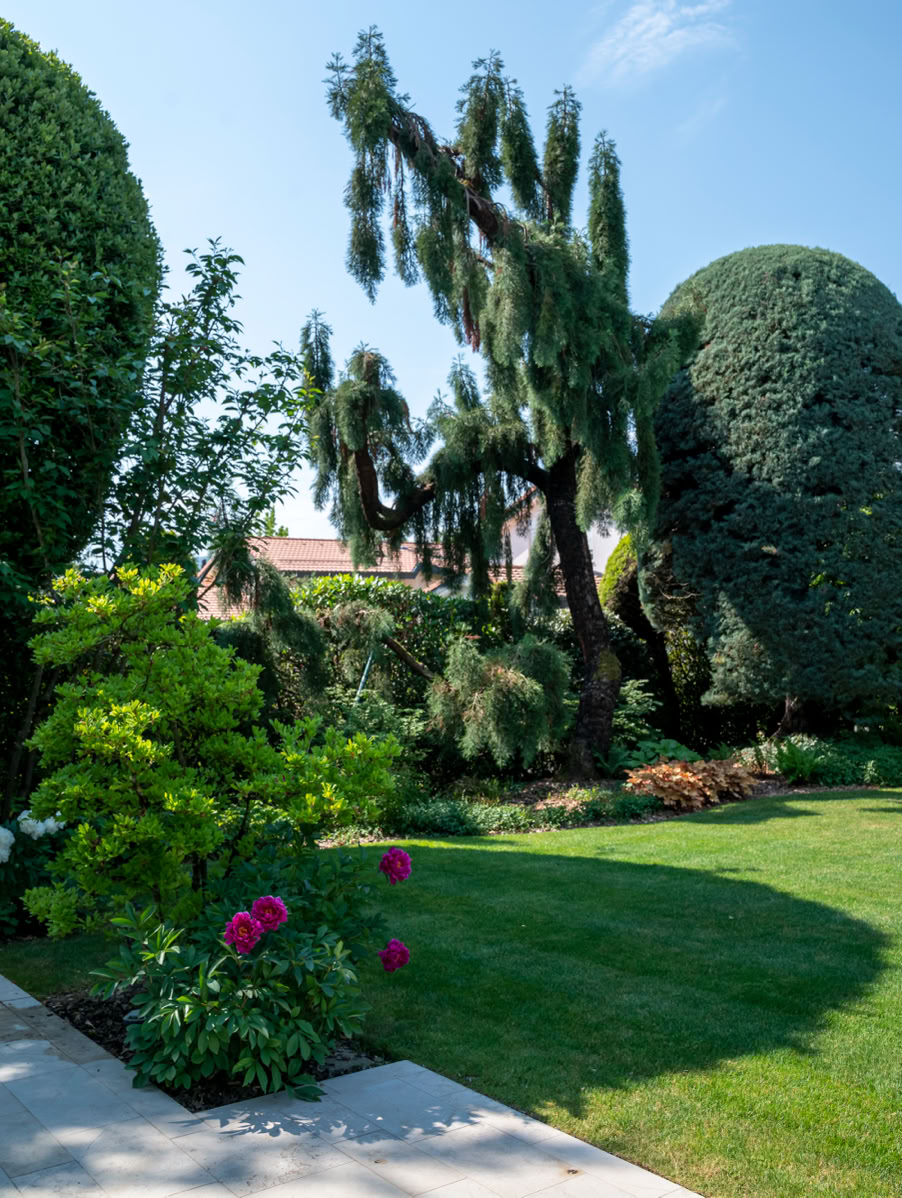 Jardin à Cologny avec pelouse verte, arbres taillés, buissons et fleurs roses sous un ciel bleu.