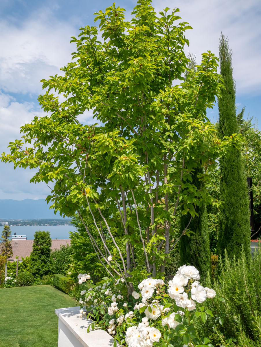 Arbre vert avec des fleurs blanches au premier plan, pelouse et vue sur le lac Léman en arrière-plan sous un ciel partiellement nuageux à Cologny.