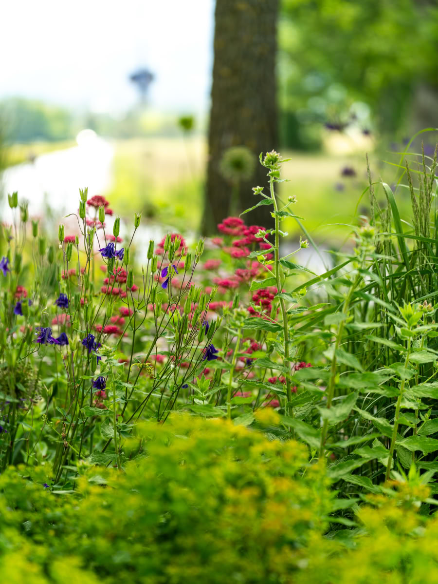 Rond-point avec des fleurs colorées et des plantes vertes, arbre en arrière-plan flou.