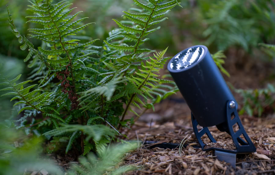 Projecteur noir sur un sol couvert de feuilles et de fougères à Meinier.