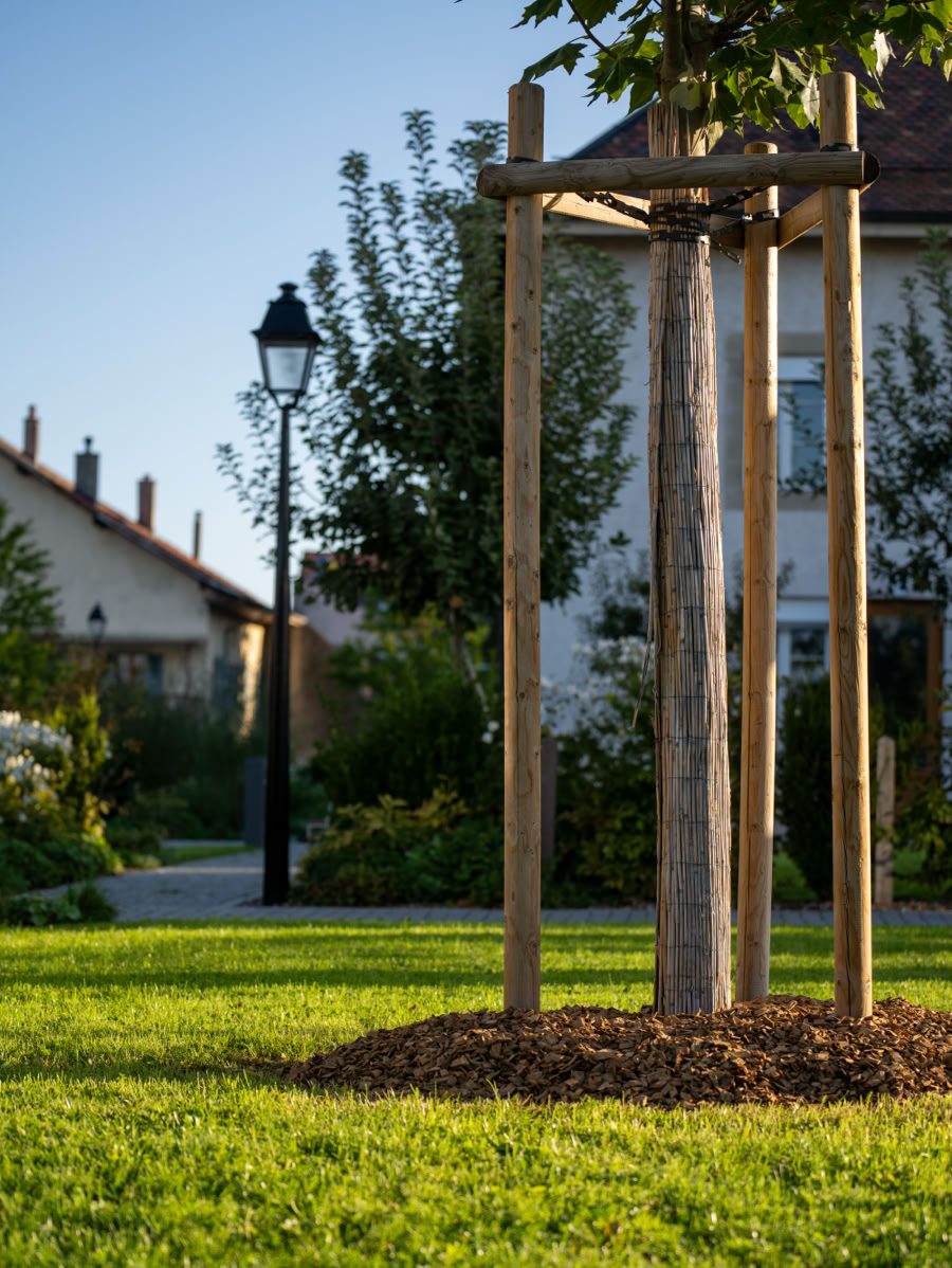 Un jeune arbre soutenu par des tuteurs en bois dans un parc, avec de l'herbe verte au premier plan et des maisons en arrière-plan.