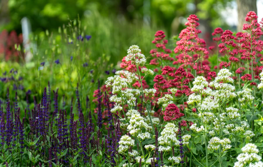 Fleurs rouges, blanches et violettes dans un rond-point verdoyant.